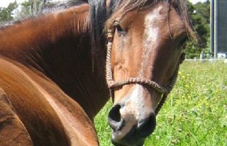  Subir a caballo